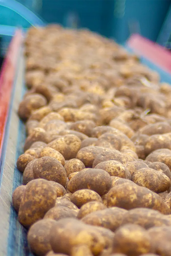Potato-Handling
