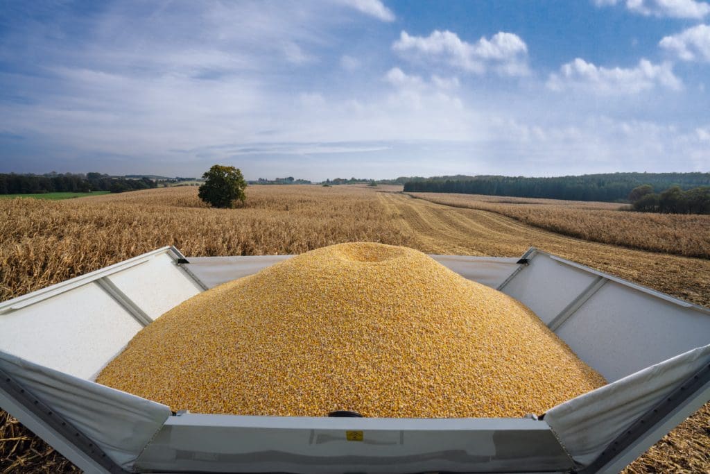 Image of grain tank full of grain of claas lexion